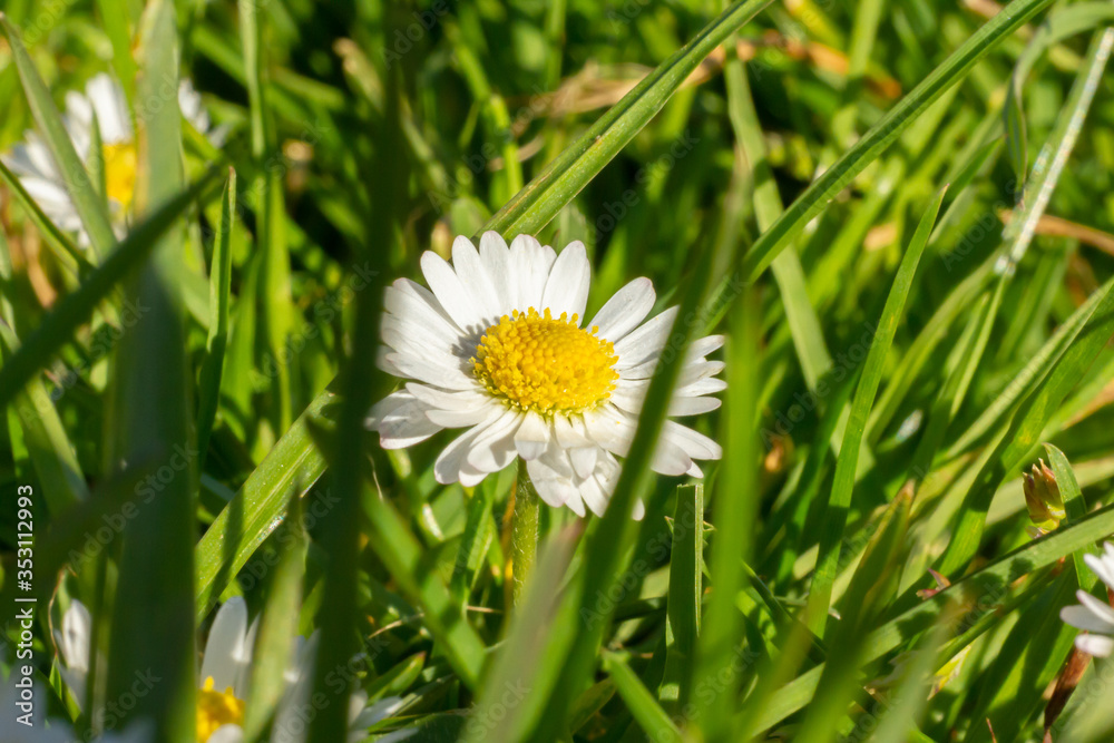 Daisy, close-up, amongst grass on sunny day Daisy, close-up, amongst grass on sunny day