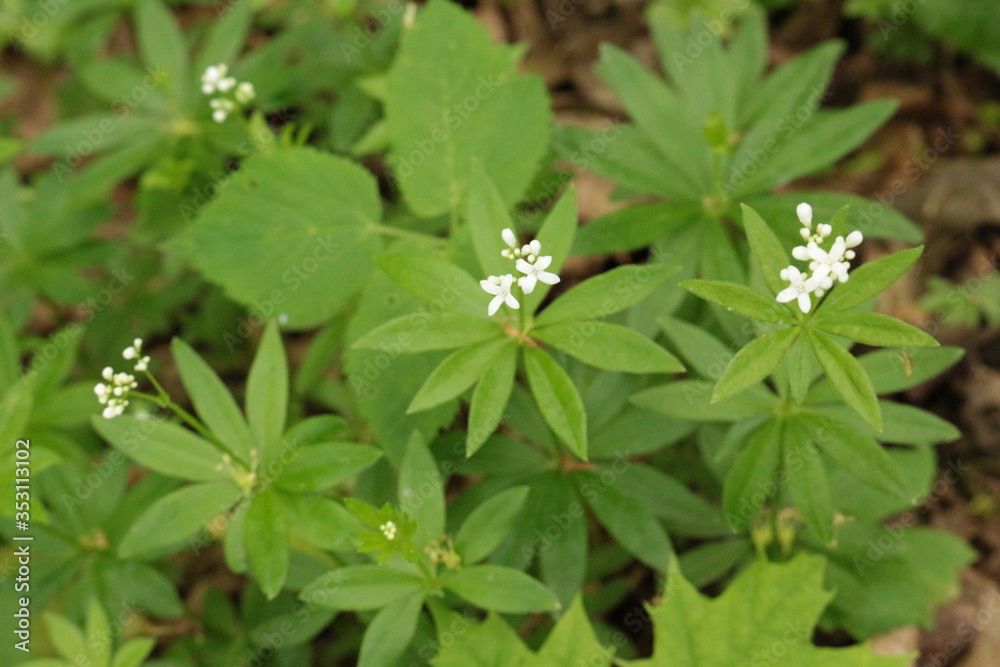 Tender white flowers bloom in the spring forest.