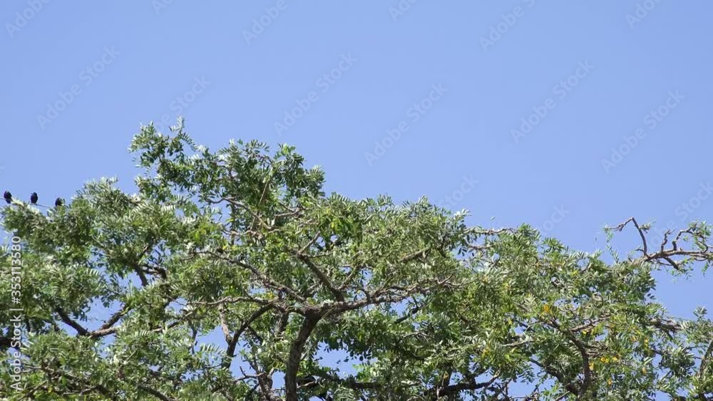 Crows on Branch, Flying Flock, Crowd of Raven in Tree, Black Bird, Close up Crows on Branch, Flying Flock, Crowd of Raven in Tree, Black Bird, Close up