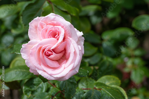 Rosa blühende Rose mit Hecke