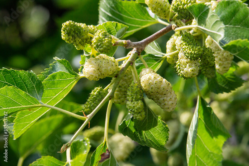 Close up organic mature white mulberry