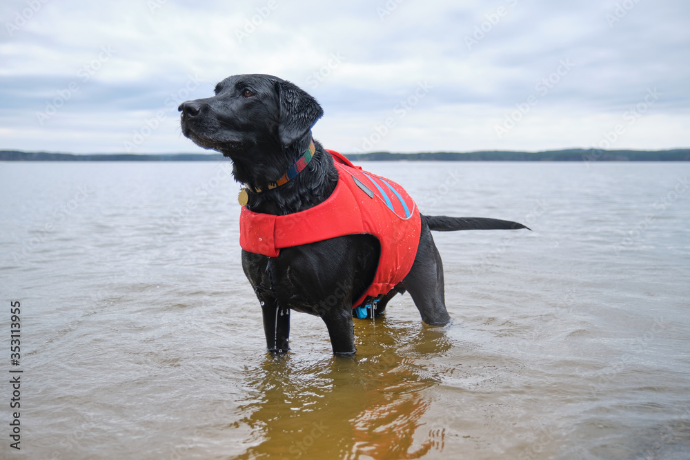 Male Black Labrador Retriever dog in a red protective flotation vest plays with his toy tennis ball in a lake near Raleigh, North Carolina. Male Black Labrador Retriever dog in a red protective flotation vest plays with his toy tennis ball in a lake near Raleigh, North Carolina.