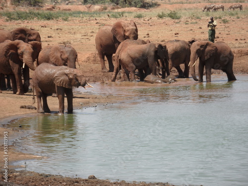 drinking elephants in kenya