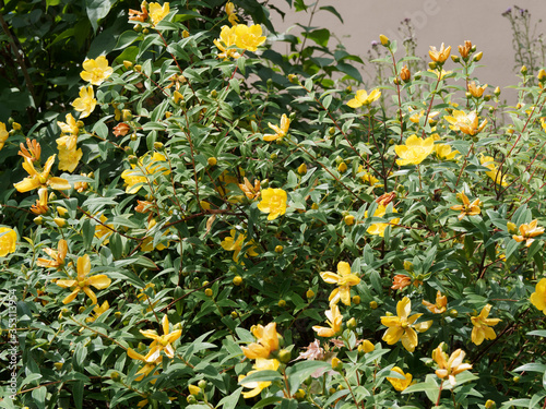 (Hypericum calycinum) Millepertuis à grandes fleurs, plante couvre-sol drageonnante à floraison jaune vif au feuillage vert foncé 