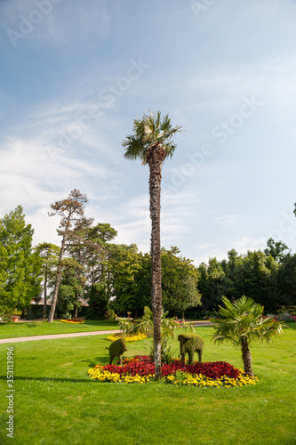 Palmier du jardin Dumaine à Luçon en Vendée, France photo