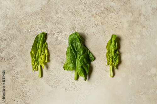 young spinach leaves on beige background, top view. horizontal