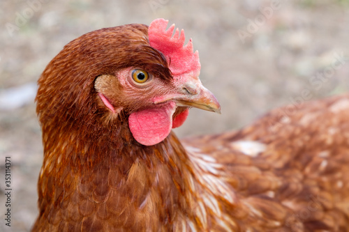 Closeup of a chicken outdoors.