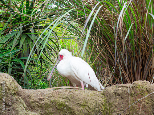 white stork bird in palm leaves photo