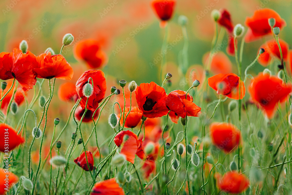 Fototapeta premium Poppy flower field
