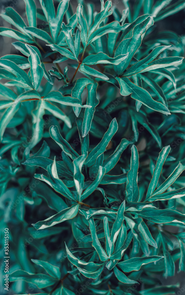 Green leaves of peony Green leaves of peony