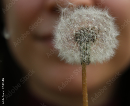 macro photo of dandelion on the background of a girl s face