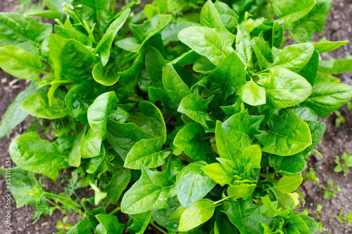 Fresh green spinach leaves in garden. Top view. Spinach background