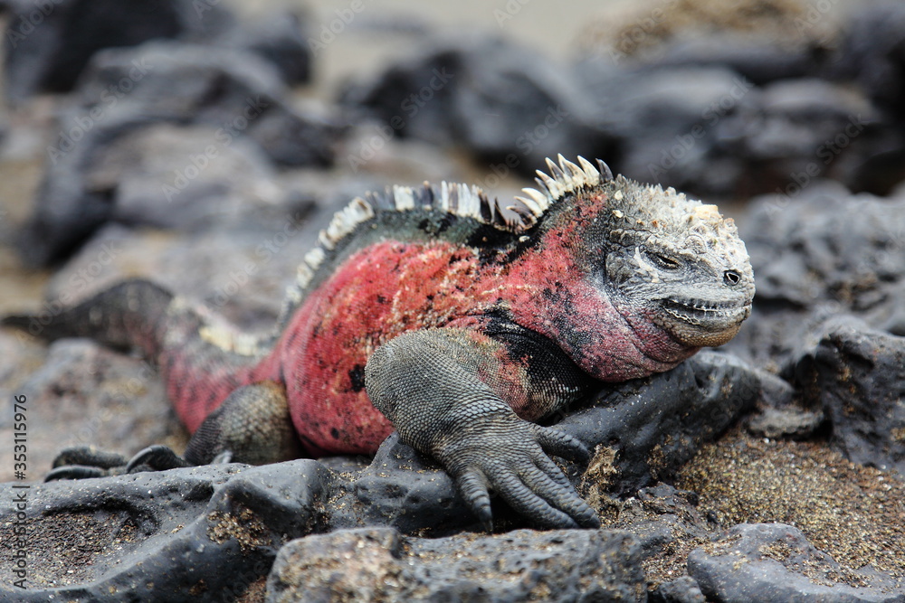 iguana on the rocks iguana on the rocks