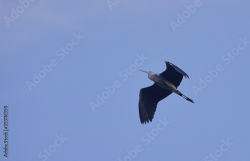Bird in flight.