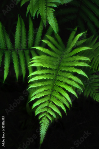 fern leaf in the forest