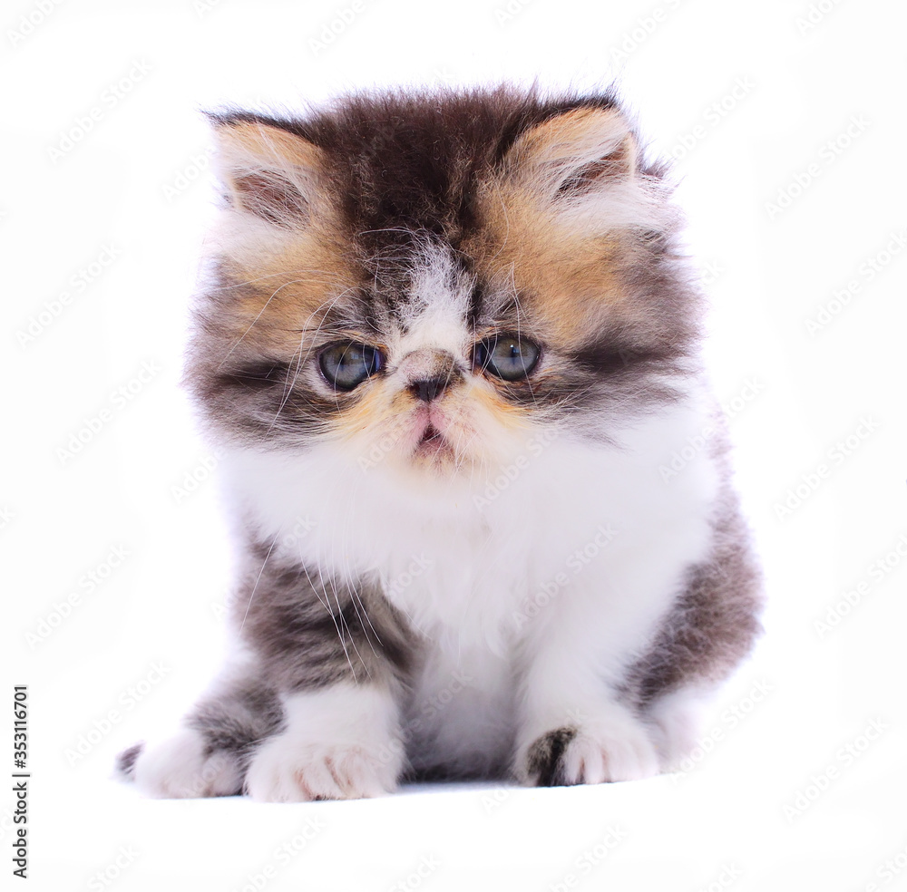 persian kitten on white background