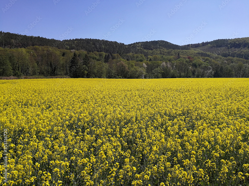 yellow blossoming canola field in spring