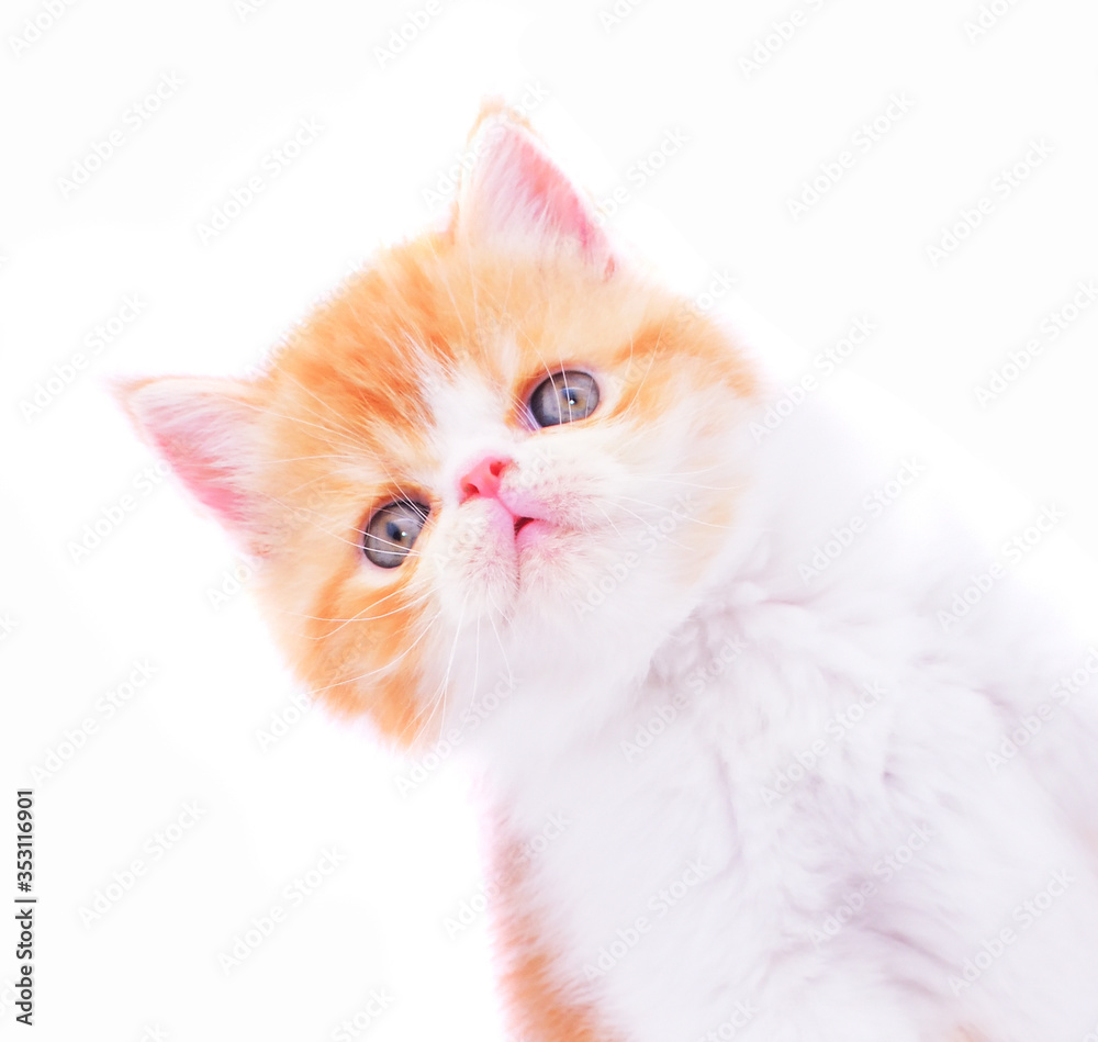 red persian kitten on white background