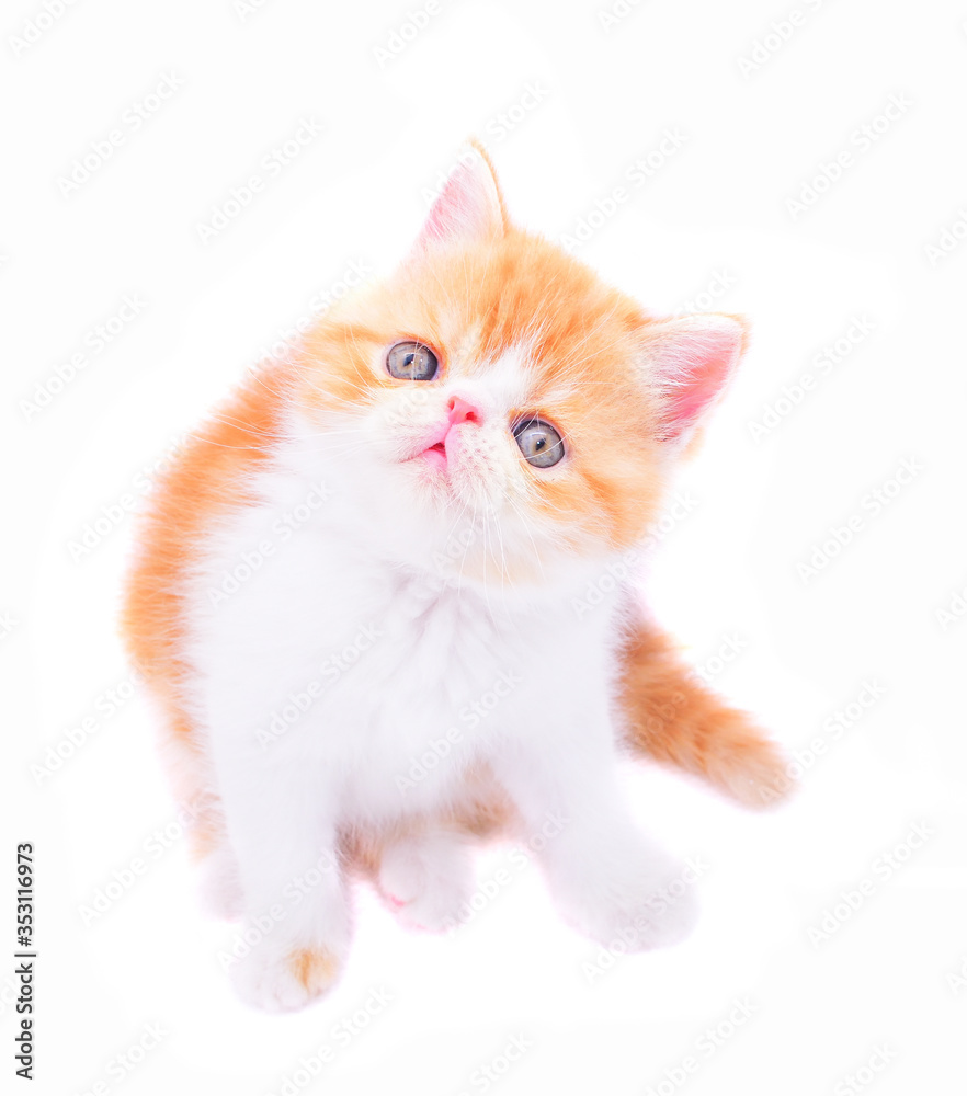 cute persian red kitten on white background
