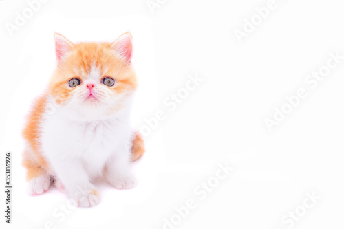 red kitten with white background