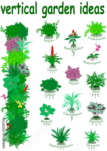 Concept for vertical garden  - 13 pot plants for green wall with their names 