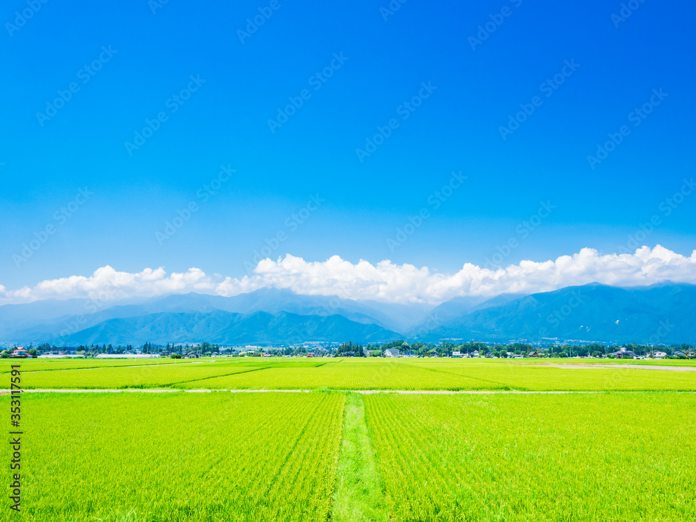 Naklejka premium 夏の田園風景 安曇野