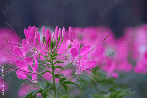 purple flower in the garden