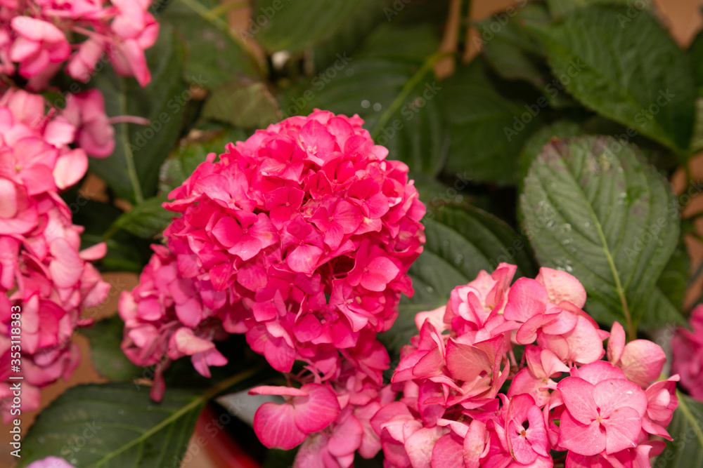 Planta de Hortensia en flor en  verano 