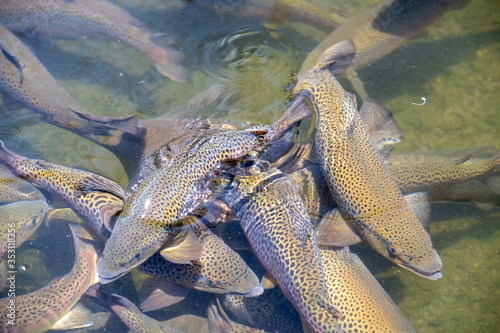 School of large Rainbow Trout congregating in an industrial pool of a fish hatchery near Asheville, North Carolina. These fish and their offspring are released into the local streams and rivers. photo