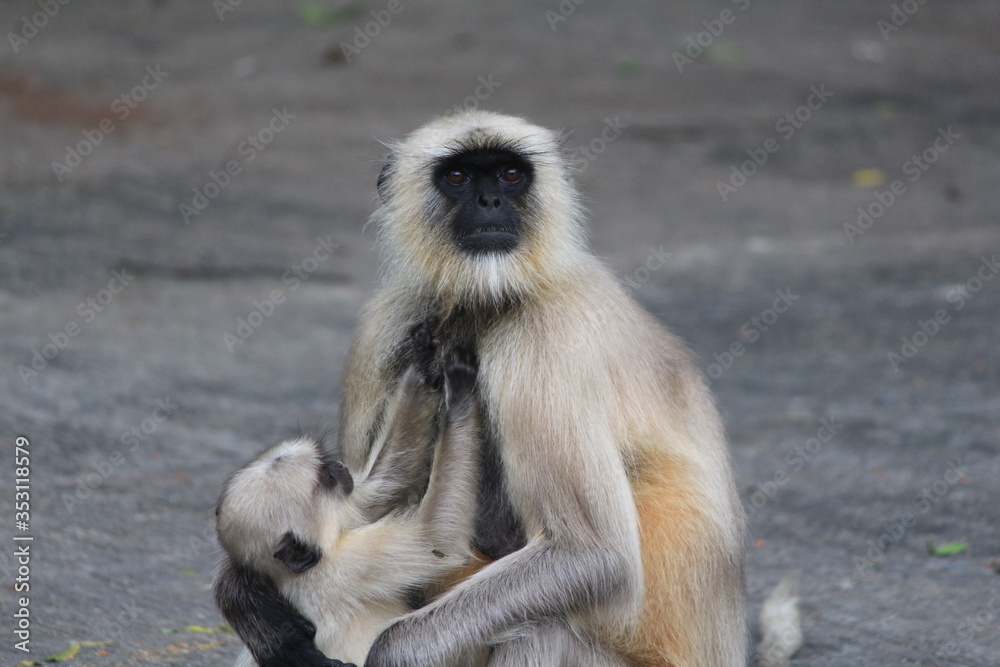 Monkey Is Take Caring Of his Child