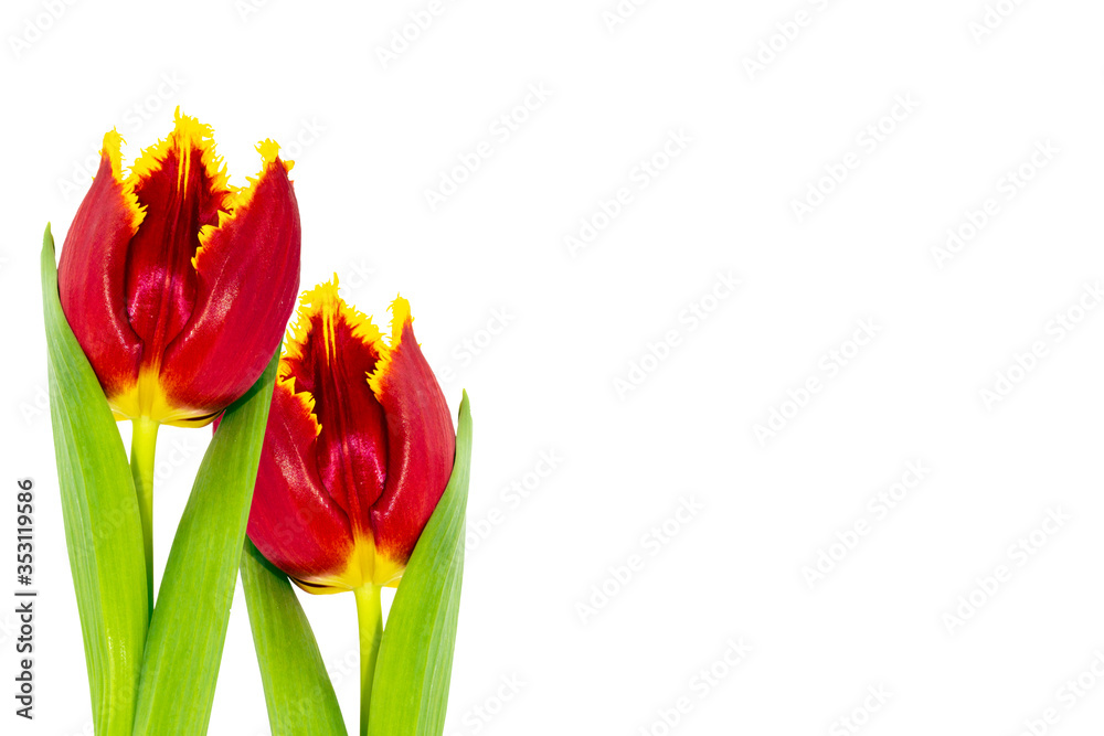 spring colorful flowers tulips. nature spring colorful flowers tulips. nature