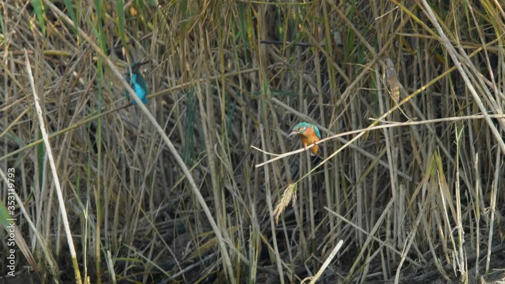 Two kingfisher sitting in dry reed Two kingfisher sitting in dry reed