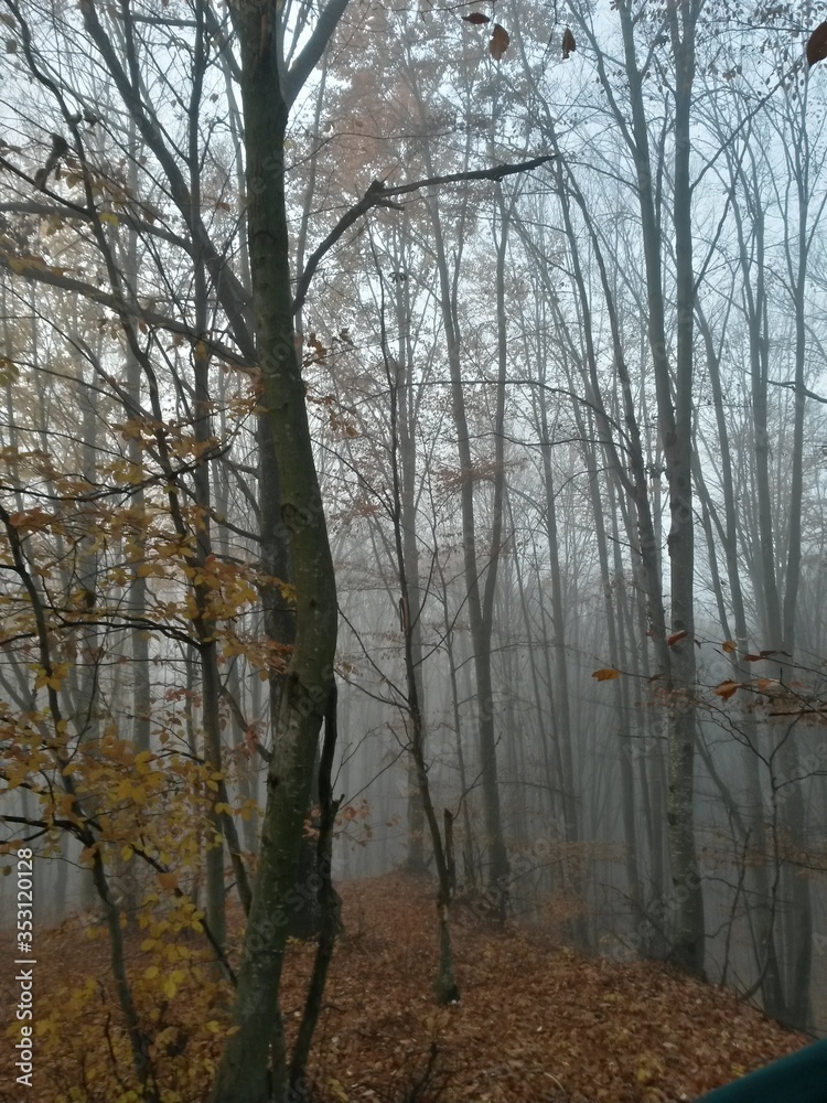 foggy day in the autumn forest