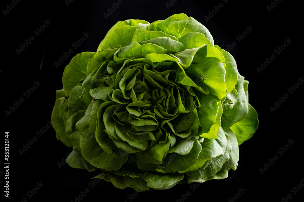 Obraz premium Top view of trocadero lettuce on black background