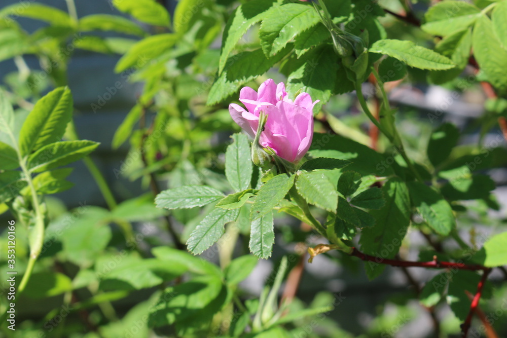 Delicate pink flower blooms on a rosehip bush in spring
Delicate pink flower blooms on a rosehip bush in spring