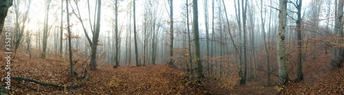 foggy day in the autumn forest