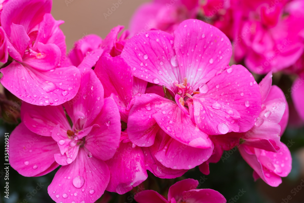 Różowe kwiaty, Pelargonia, bodziszek, z kropelkami wody na płatkach po deszczu Różowe kwiaty, Pelargonia, bodziszek, z kropelkami wody na płatkach po deszczu