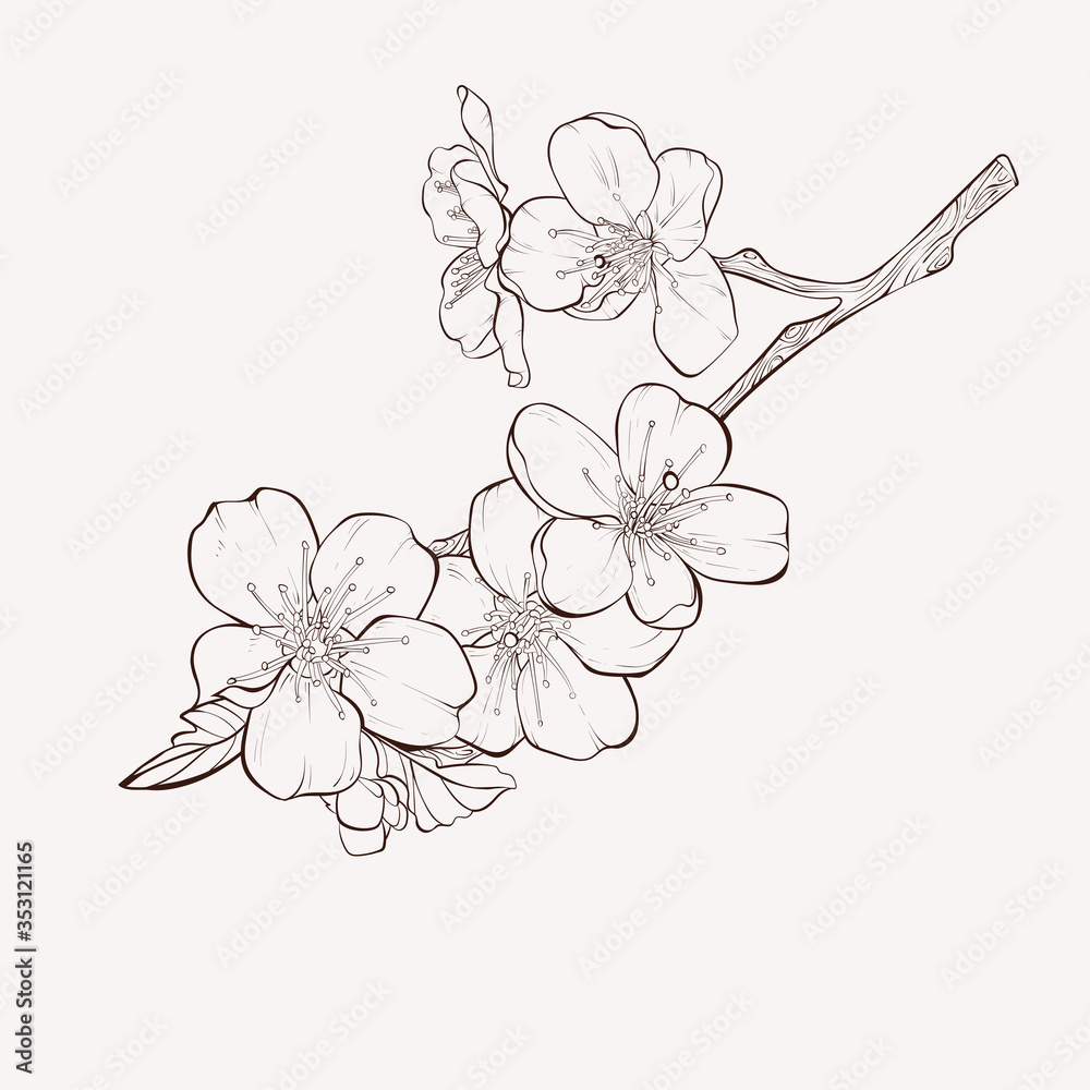 Cherry Blossom Tree Cherry Blossom Drawing Cherry - Tree With Pink Flowers  Drawi PNG Transparent With Clear Background ID 166456 | TOPpng