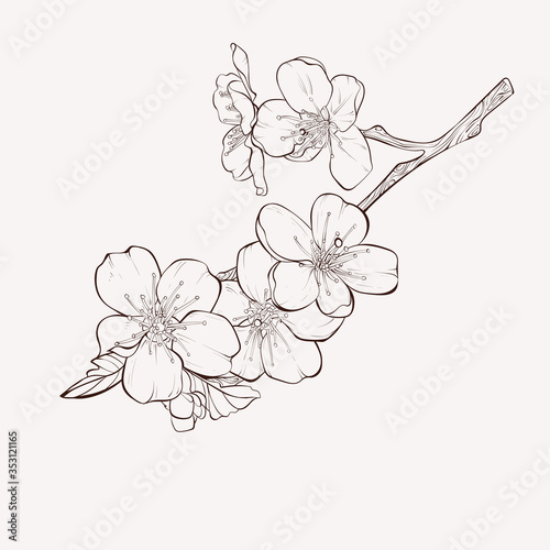 Sketch Floral Botany Collection. Apple tree branch with flower drawings. Black and white with line art on white backgrounds. Hand Drawn Botanical Illustrations.