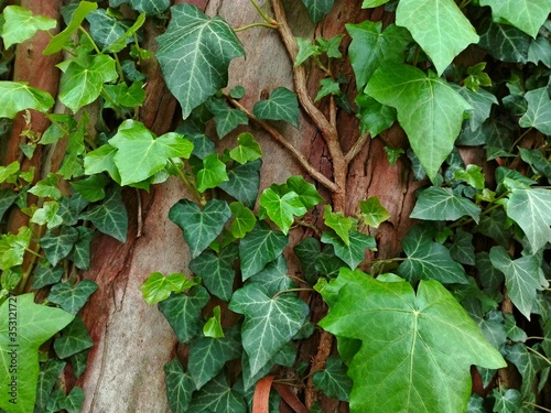 Common ivy leaves on wooden wall as background pattern or texture. Also known as european ivy, english ivy (Hedera helix). Invasive plant in garden on tree trunk bark