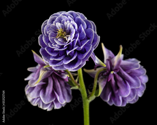 Violet flower of aquilegia, blossom of catchment closeup, isolated on black background