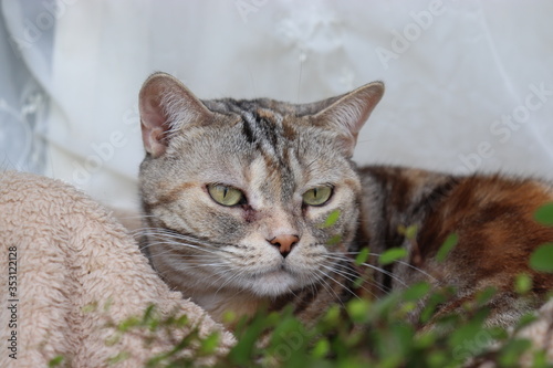 落ち着いた雰囲気の猫アメリカンショートヘア