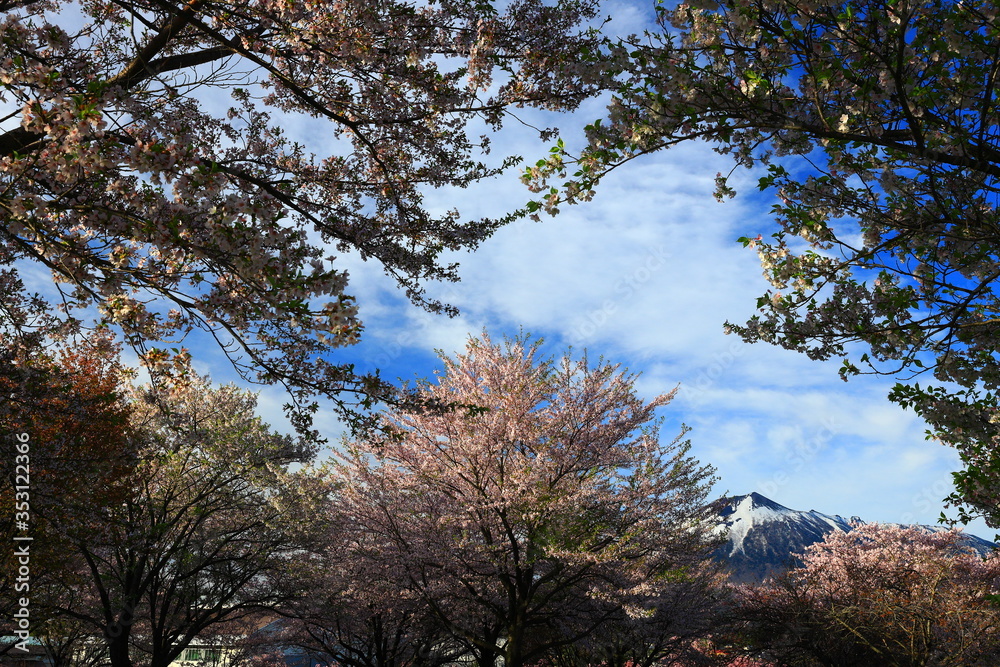 Obraz premium 岩手山と桜