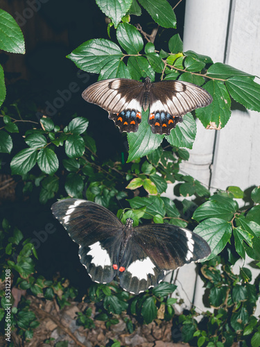 Canvas Print A pair of beautiful butterflies flying in an exotic garden setting
