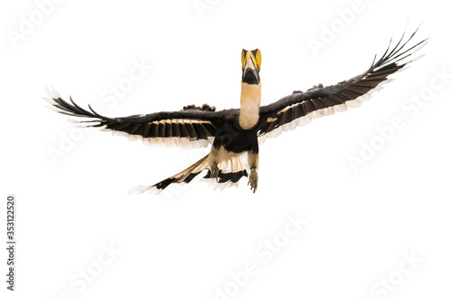 The Great Hornbill Flying on white background.