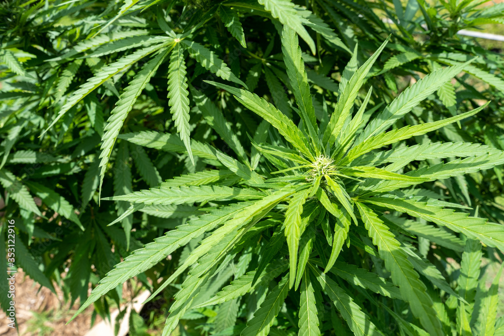 Hemp or CBD Oil production with cannabis plants grown for fiber production and medicinal oils in Asheville, North Carolina Hemp or CBD Oil production with cannabis plants grown for fiber production and medicinal oils in Asheville, North Carolina
