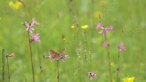 Summer flowers moving in the wind . Shallow focus with green background