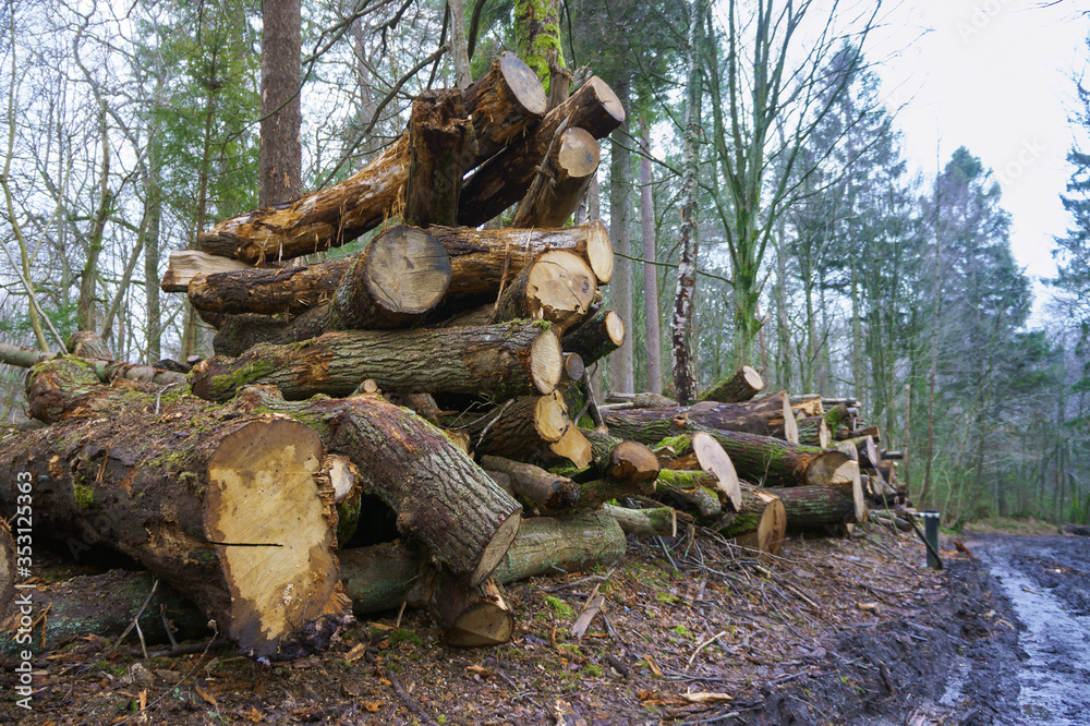 Fototapeta premium Cutting down trees. Logging. Trunks of felled trees. Deforestation.