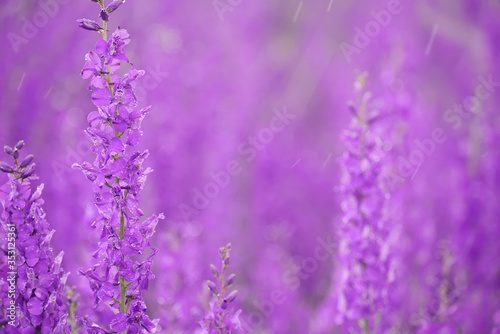 Lilac flowers of delphinium on spring field close-up in drops during the rain.