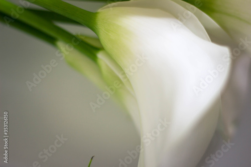 white calla  with yellow stamen anad green stem on the table